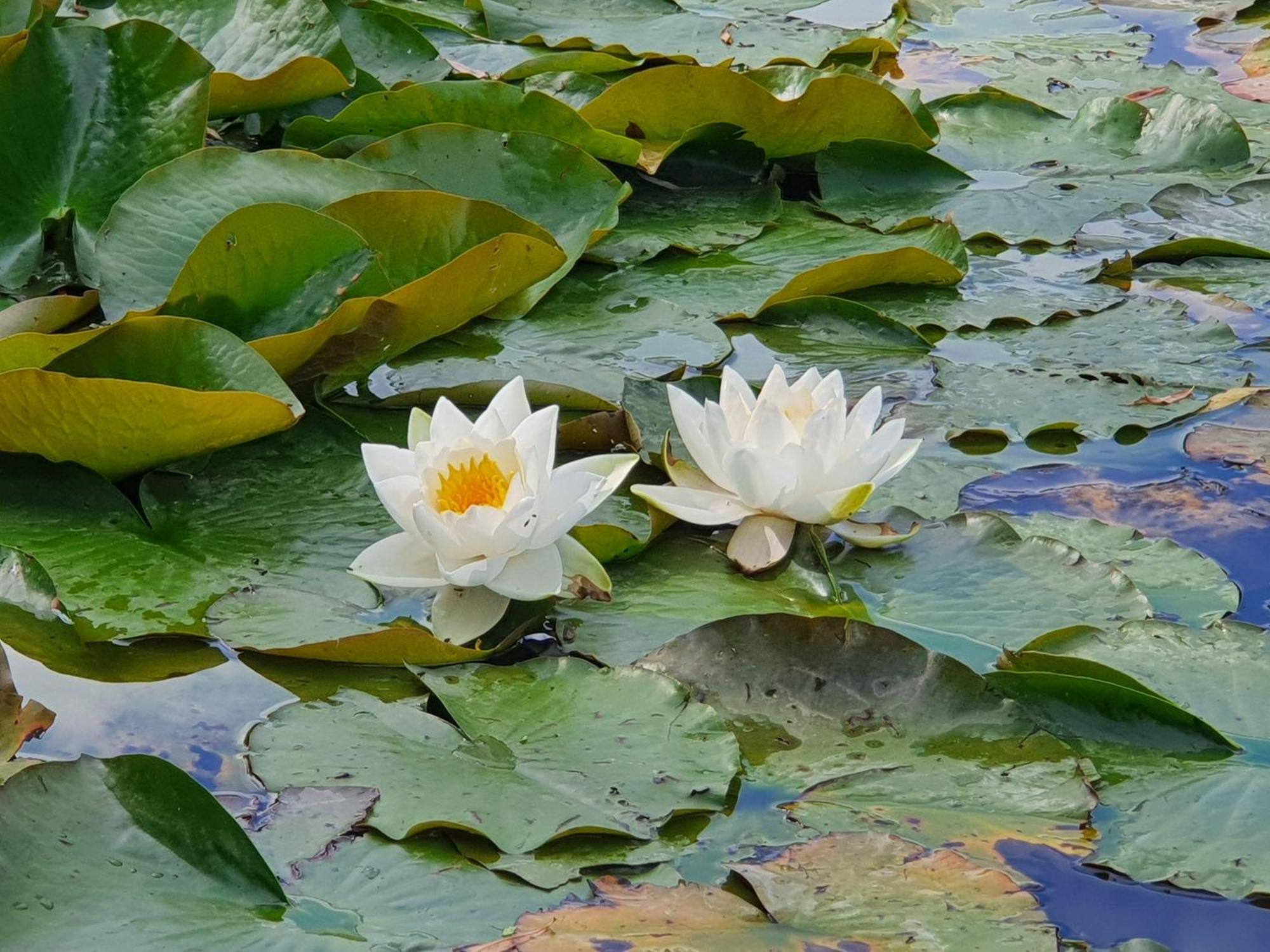 Martensrade Idyllisches-Blockbohlenhaus-Mit-Eigenem-Garten-Und-Sauna-Zum-Wohlfuehlen מראה חיצוני תמונה